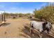 Animal enclosure with miniature horse at 44821 N 12Th St, New River, AZ 85087