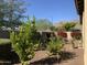 Landscaped backyard with lemon trees and desert landscaping at 2466 N 212Th Ln, Buckeye, AZ 85396