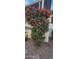 Landscaped yard with red berries and gravel at 2233 E Behrend Dr # 117, Phoenix, AZ 85024