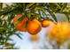 Close-up of three ripe oranges on a tree branch at 3533 N 159Th Ln, Goodyear, AZ 85395