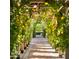 Pathway lined with lemon trees creating a fragrant and picturesque walkway at 6240 N 59Th Pl, Paradise Valley, AZ 85253