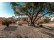 Landscaped backyard oasis with mature trees and desert plants at 15773 W La Reata Ave, Goodyear, AZ 85395