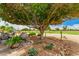 Landscaped backyard with mature tree and desert landscaping at 17667 N Estrella Vista Dr, Surprise, AZ 85374