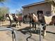Four horses stand patiently in front of a barn at 26639 N 132Nd St, Scottsdale, AZ 85262