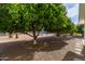 Landscaped backyard with mature fruit trees and gravel at 333 N 58Th St, Mesa, AZ 85205