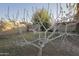 Bare fruit tree in the backyard of a single-story home at 11805 N 31St Ave, Phoenix, AZ 85029