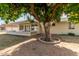 View of the home's backyard with a large citrus tree and covered patio at 10330 W Desert Forest Cir, Sun City, AZ 85351