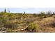 Desert lot featuring native plants and mountain views at 36023 N 140Th St, Scottsdale, AZ 85262