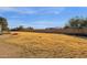 Empty lot with tall fence and grass at 23504 S 156Th St, Gilbert, AZ 85298