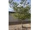 Backyard with gravel, a tree, and a storage shed at 13640 W Paso Trl, Peoria, AZ 85383