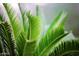 Lush green plants and palm fronds at 7120 E Kierland Blvd # 520, Scottsdale, AZ 85254