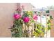 Vibrant pink roses blooming in front of the house at 17808 N Navarro Ct, Surprise, AZ 85374