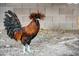 A Polish rooster on the property at 1440 E Secretariat Dr, Tempe, AZ 85284
