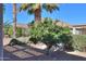 Orange tree and desert plants in the backyard landscape at 2394 E Fiesta Dr, Casa Grande, AZ 85194
