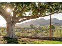 Scenic backyard view with a large tree and mountain backdrop at 6112 N Paradise View Dr, Paradise Valley, AZ 85253