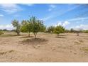 Landscaped grounds with mature citrus trees on a large property at 29429 N 64Th St, Cave Creek, AZ 85331