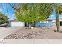 Blue house with a large tree and rock landscaping in the front yard at 2349 W Del Campo Cir, Mesa, AZ 85202