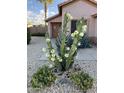 Landscaped front yard with blooming cacti and gravel at 17759 N Cornerstone Trl, Surprise, AZ 85374