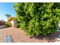 Side view of ranch home with mature landscaping at 13247 W Bellwood Dr, Sun City West, AZ 85375