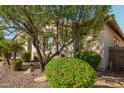 Neat landscaping with flowering plants and gravel at 20526 E Raven Dr, Queen Creek, AZ 85142