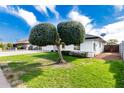 Landscaped yard with a unique double-top tree and white home at 7309 W Claremont St, Glendale, AZ 85303