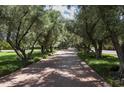 Brick pathway lined with olive trees leading to the main house at 5815 N Saguaro Rd, Paradise Valley, AZ 85253