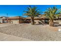 Front yard with palm trees and gravel landscaping at 12402 W Cougar Dr, Sun City West, AZ 85375