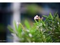 Close-up of delicate pink flowers and vibrant green leaves at 7120 E Kierland Blvd # 520, Scottsdale, AZ 85254