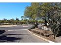 View of a tree-lined street with a residential area at 1831 N 77Th St, Scottsdale, AZ 85257