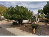 Landscaped front yard with large tree and drought-tolerant plants at 4423 E Ponca St, Phoenix, AZ 85044