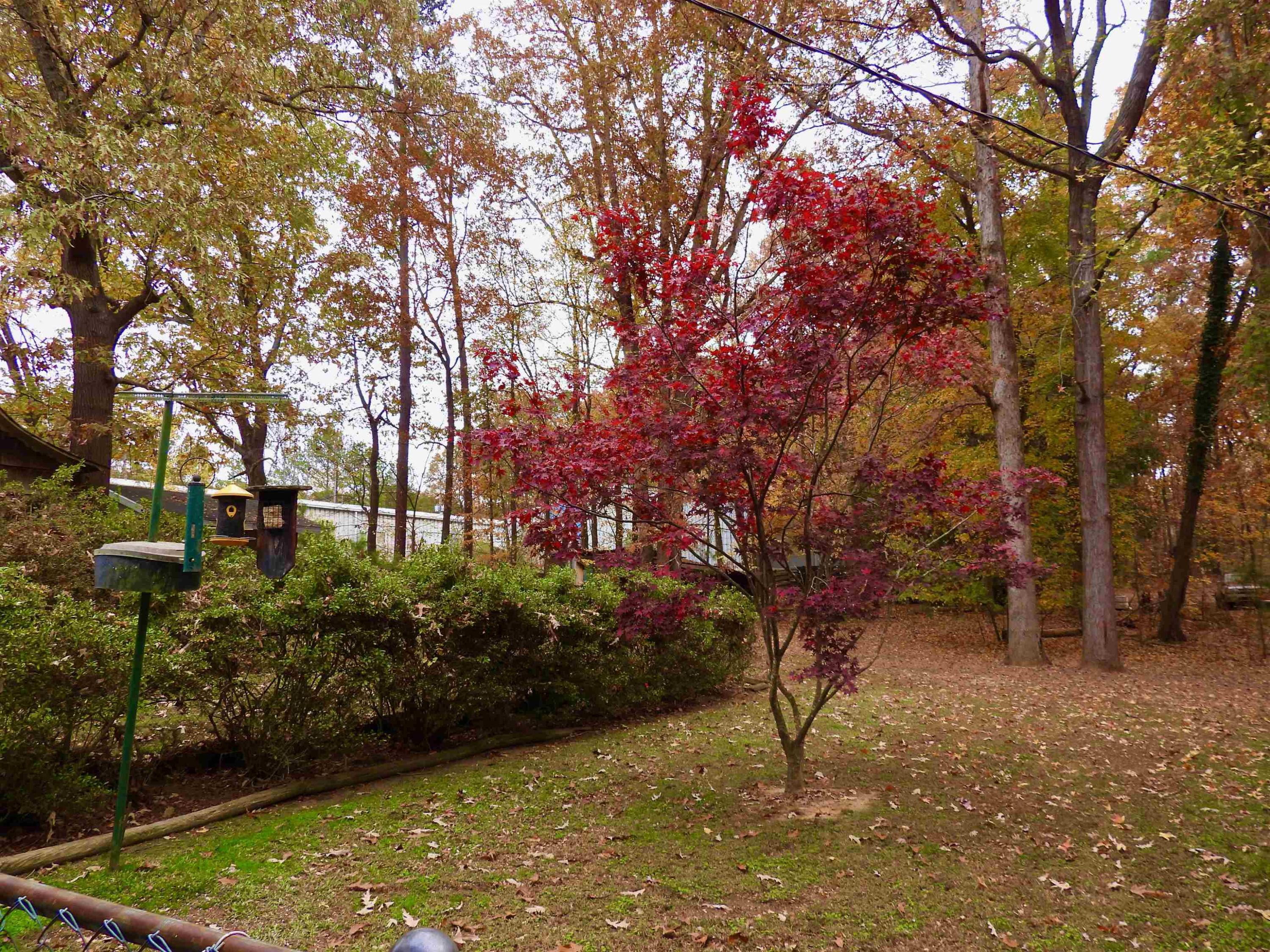 Photo #30