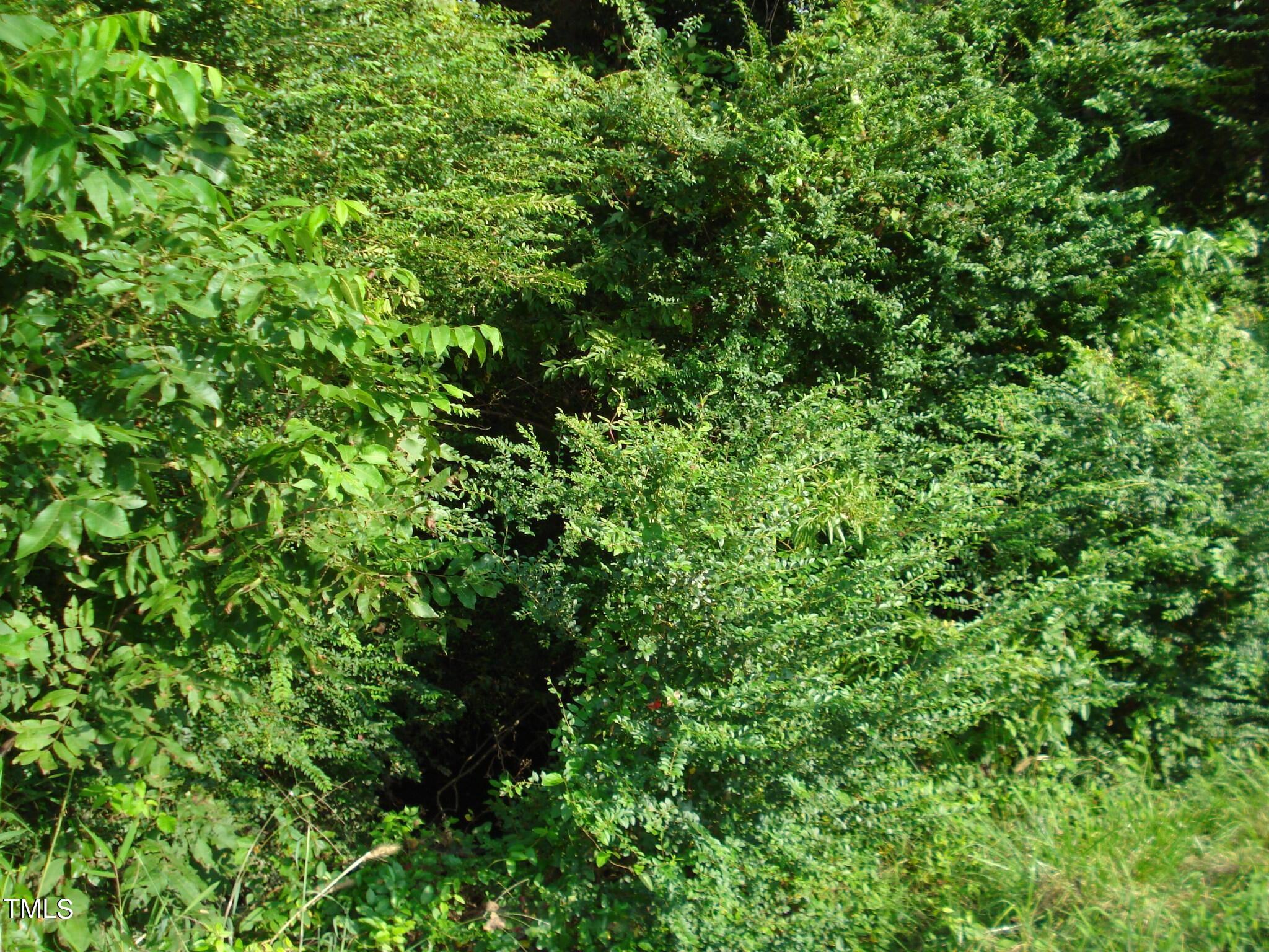 Photo #51