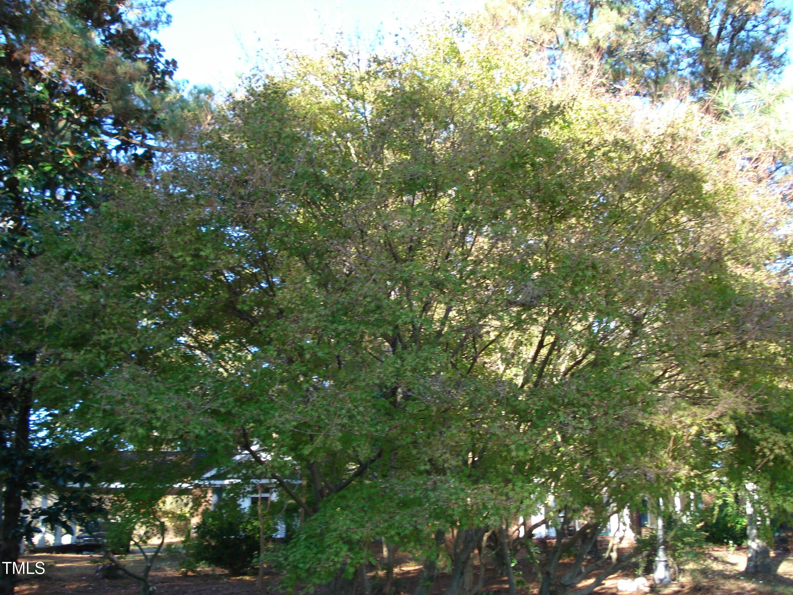 Photo #11