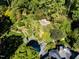 Aerial showing a home with lush gardens, pool, and wooded area at 2441 W Lake Dr, Raleigh, NC 27609