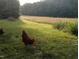 Serene pasture with chickens and open field at 144A Celebrity Dairy Way, Siler City, NC 27344