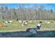 Picturesque pasture with numerous goats resting in the sun at 144A Celebrity Dairy Way, Siler City, NC 27344