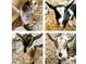 Four adorable baby goats with unique markings at 144A Celebrity Dairy Way, Siler City, NC 27344