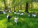 Large pasture with many goats at 144A Celebrity Dairy Way, Siler City, NC 27344