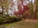 Landscaped backyard with red Japanese Maple tree at 3007 Old Raleigh Rd, Apex, NC 27502