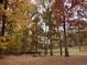 Fall foliage in the backyard featuring colorful trees at 3007 Old Raleigh Rd, Apex, NC 27502