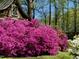 Vibrant pink azaleas in front of a wooden shed at 3007 Old Raleigh Rd, Apex, NC 27502