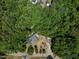 Aerial view showing house, shed, and wooded area at 3716 Pearl Rd, Raleigh, NC 27610