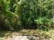 Overgrown, wooded area behind the property at 3716 Pearl Rd, Raleigh, NC 27610