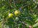 Close-up of two green apples on a tree branch at 557 Olives Chapel Rd, Apex, NC 27502