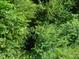 Overgrown lot with dense, green foliage at 334 Ira B Tart Rd, Dunn, NC 28334