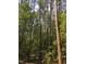 Dense pine and hardwood forest with tall trees at 775 Vick Rd, Spring Hope, NC 27882