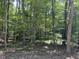 Wooded area with lush green trees at 3806 River Mill Ln, Franklinton, NC 27525