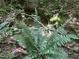 Close up of ferns near a small creek at 3806 River Mill Ln, Franklinton, NC 27525