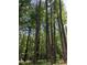 Dense forest with tall pine trees at 3806 River Mill Ln, Franklinton, NC 27525