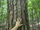 Close-up view of a large tree trunk at 3806 River Mill Ln, Franklinton, NC 27525